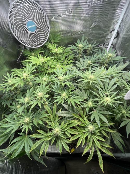 Mimosa x Orange Punch. Week 10