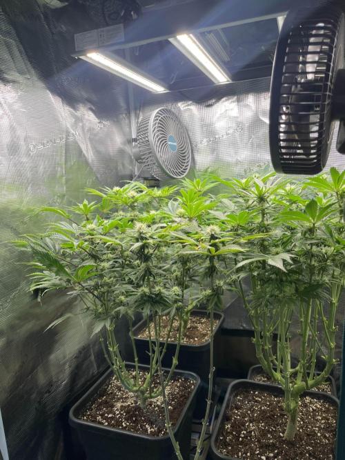 Mimosa x Orange Punch. Week 10