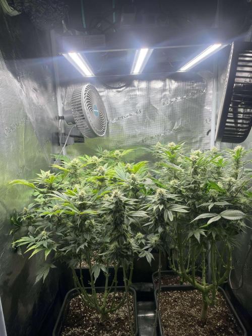 Mimosa x Orange Punch. Week 11