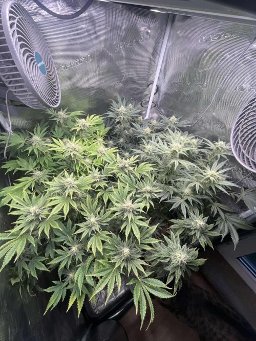 Mimosa x Orange Punch. Week 11