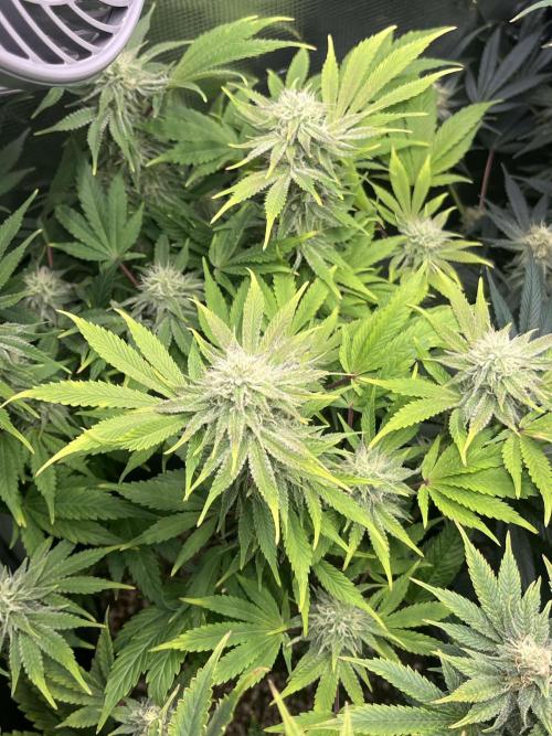 Mimosa x Orange Punch. Week 11