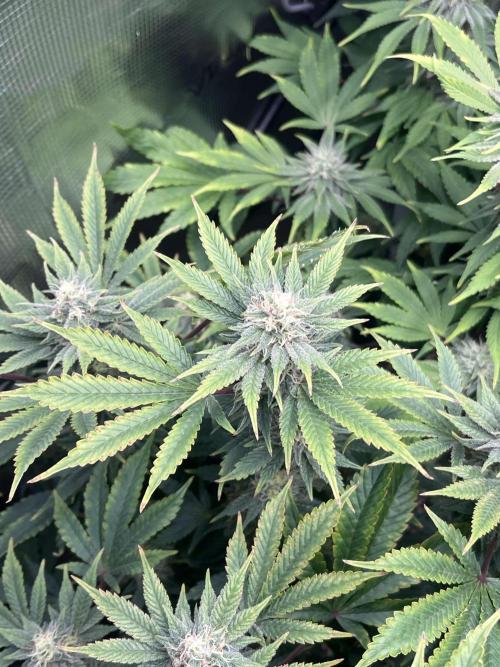 Mimosa x Orange Punch. Week 11