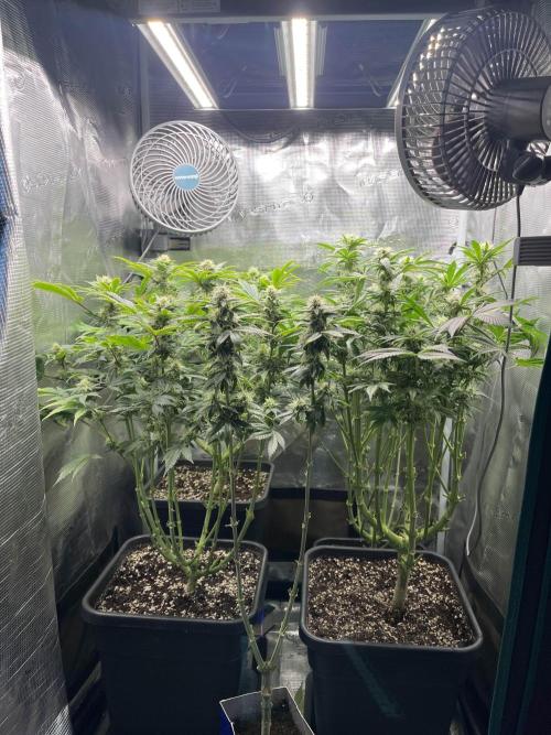 Mimosa x Orange Punch. Week 11