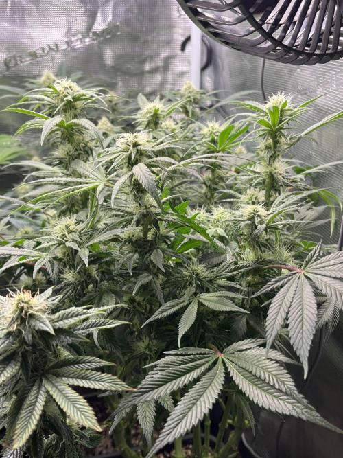 Mimosa x Orange Punch. Week 11