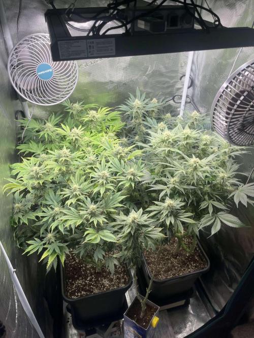 Mimosa x Orange Punch. Week 11