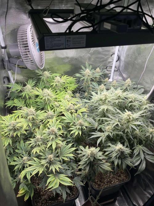 Mimosa x Orange Punch. Week 12