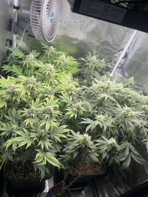 Mimosa x Orange Punch. Week 12