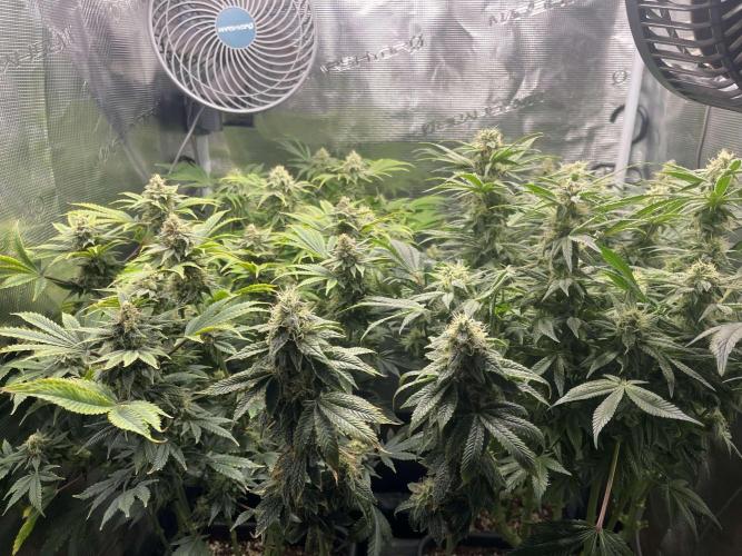 Mimosa x Orange Punch. Week 12