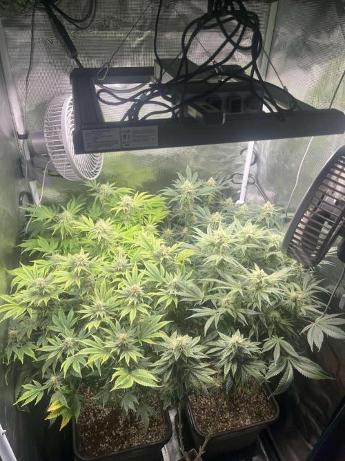 Mimosa x Orange Punch. Week 12