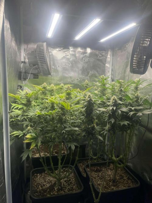 Mimosa x Orange Punch. Week 12