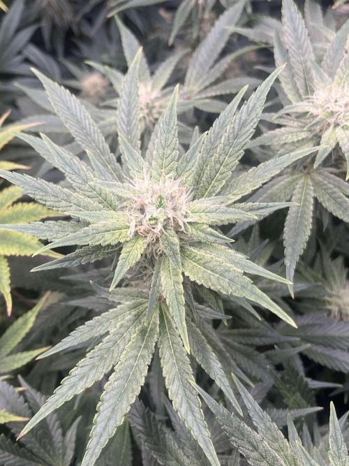 Mimosa x Orange Punch. Week 12