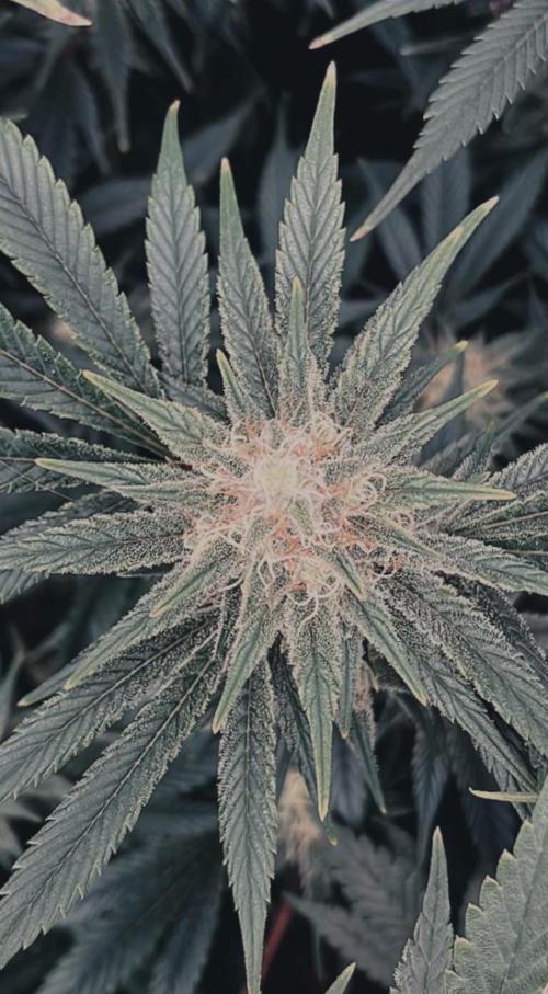 Mimosa x Orange Punch. Week 12