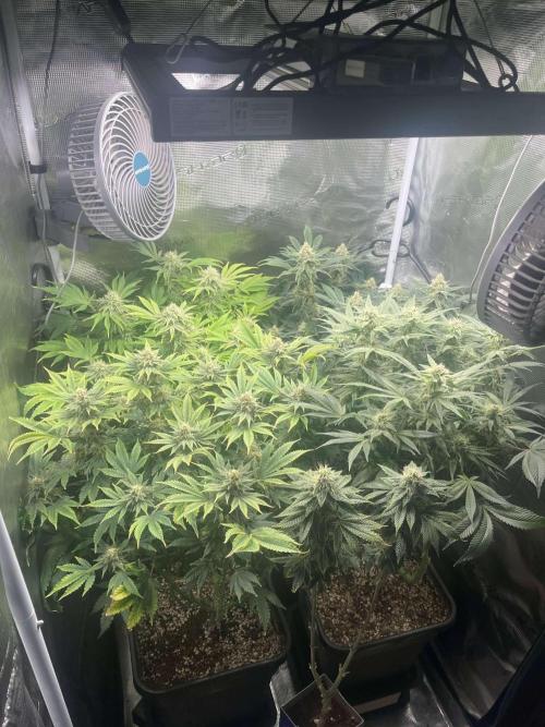 Mimosa x Orange Punch. Week 12