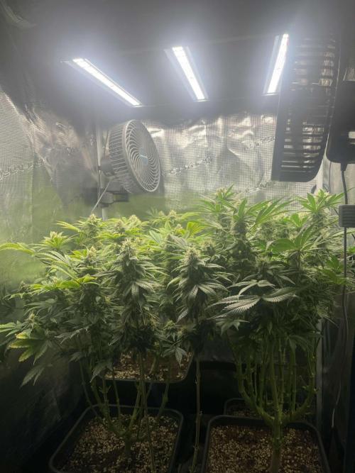 Mimosa x Orange Punch. Week 12