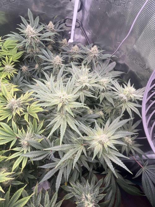 Mimosa x Orange Punch. Week 12