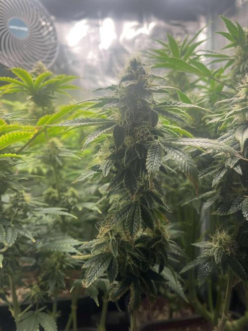 Mimosa x Orange Punch. Week 12