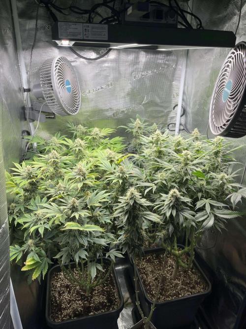 Mimosa x Orange Punch. Week 13