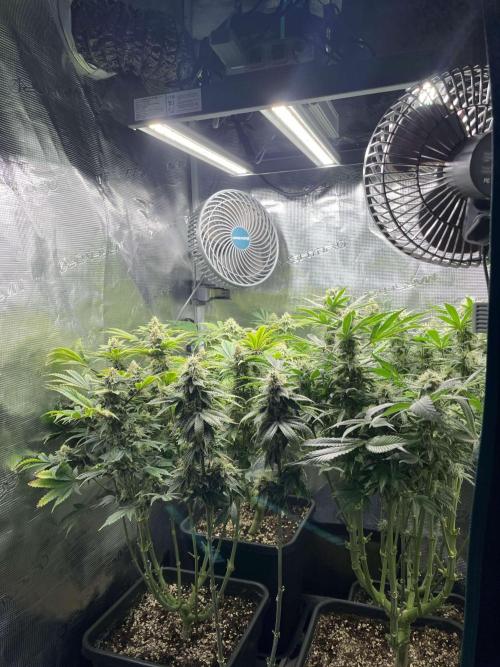 Mimosa x Orange Punch. Week 13