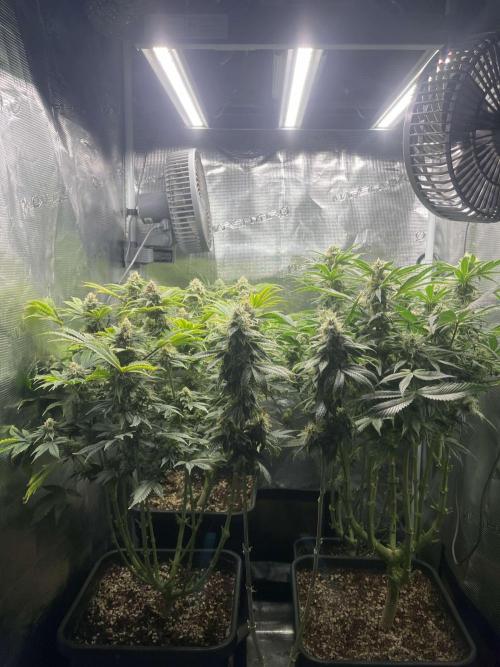 Grow Tent 70x70x160cm (2.3'x2.3'x5.3'). Week 13