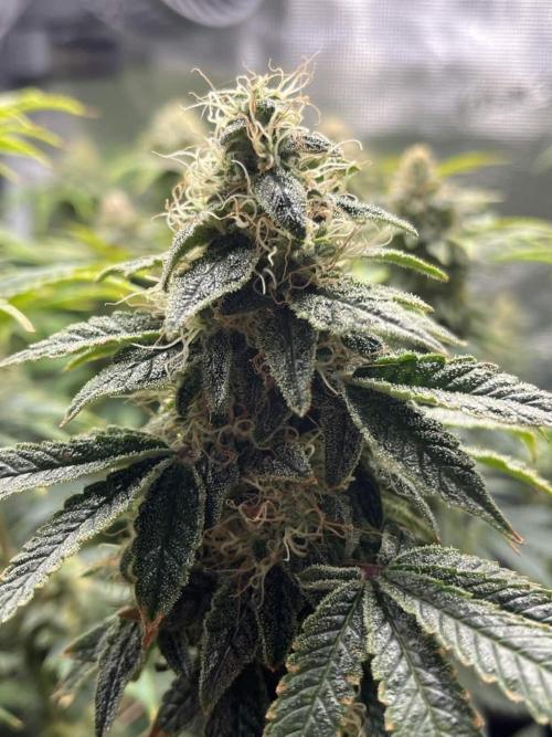 Mimosa x Orange Punch. Week 14