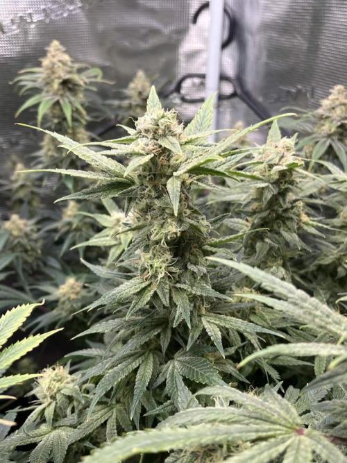 Mimosa x Orange Punch. Week 14