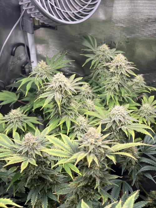 Mimosa x Orange Punch. Week 14