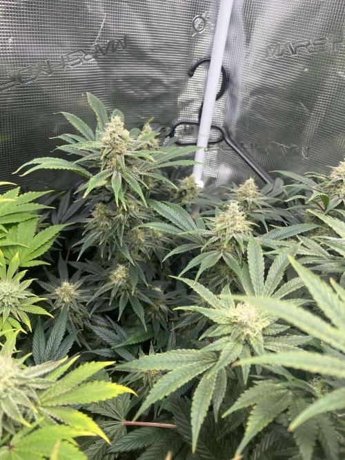 Mimosa x Orange Punch. Week 14