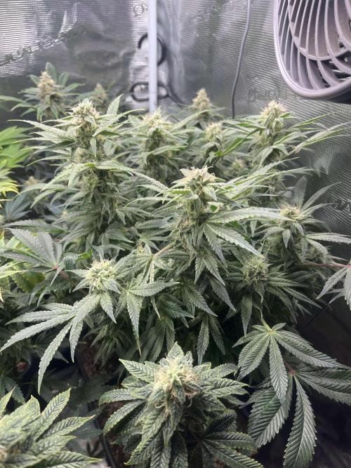 Mimosa x Orange Punch. Week 14