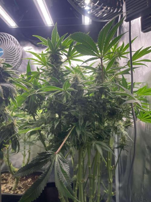 Mimosa x Orange Punch. Week 14