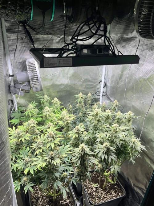 Mimosa x Orange Punch. Week 14