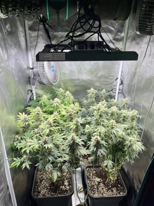 Mimosa x Orange Punch. Week 14