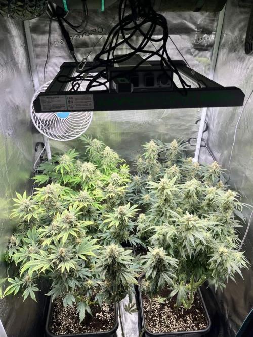Mimosa x Orange Punch. Week 14