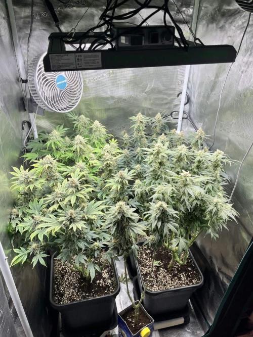 Mimosa x Orange Punch. Week 14