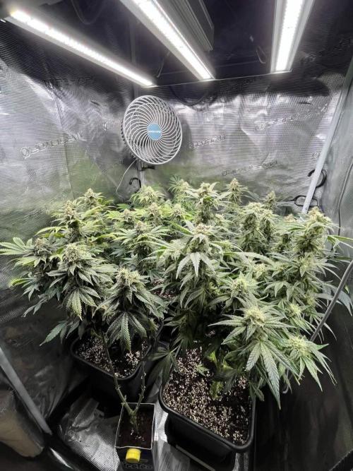 Mimosa x Orange Punch. Week 14