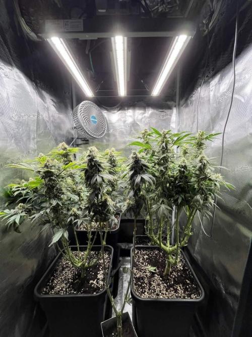 Mimosa x Orange Punch. Week 14