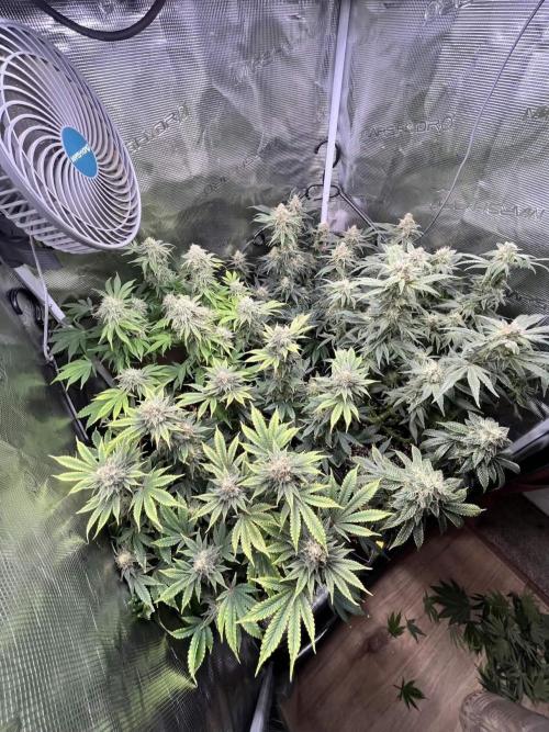 Mimosa x Orange Punch. Week 14