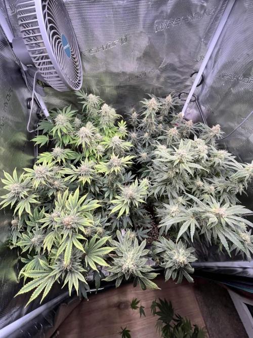 Mimosa x Orange Punch. Week 14