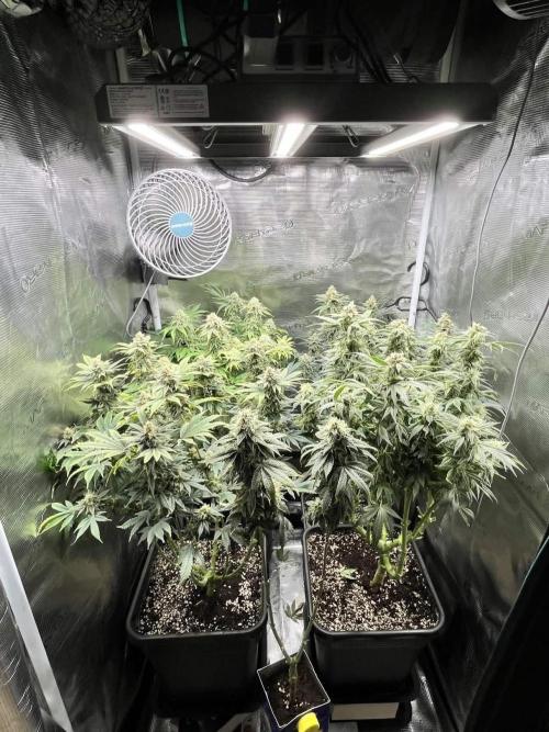 Grow Tent 70x70x160cm (2.3'x2.3'x5.3'). Week 14
