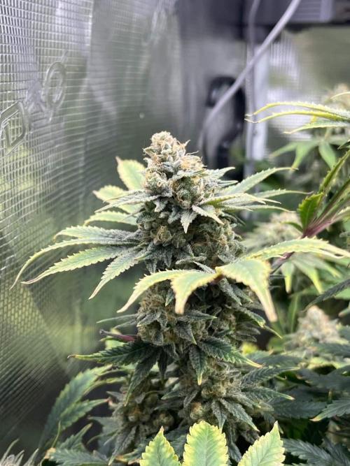 Mimosa x Orange Punch. Week 15