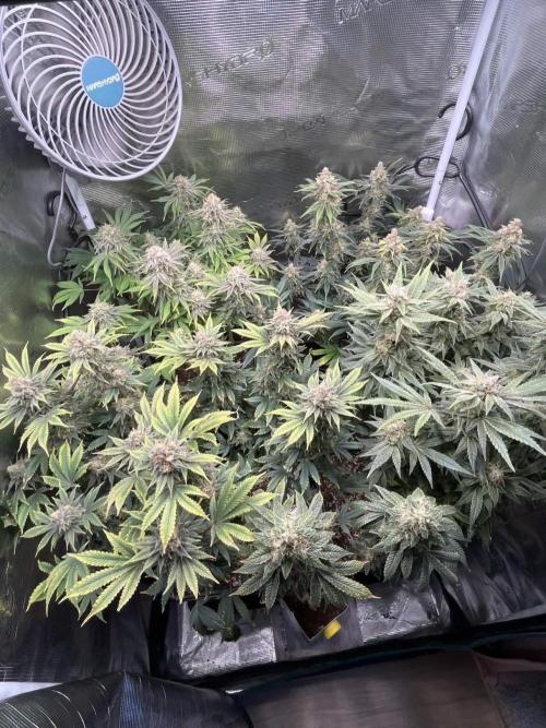Mimosa x Orange Punch. Week 15
