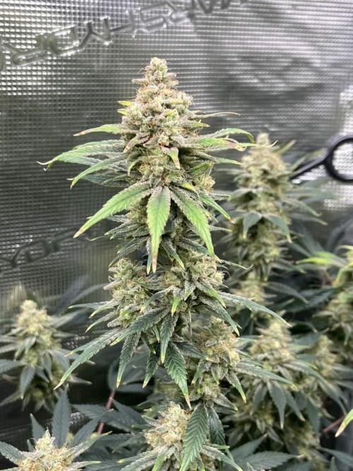 Mimosa x Orange Punch. Week 15