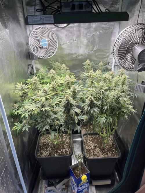 Mimosa x Orange Punch. Week 15