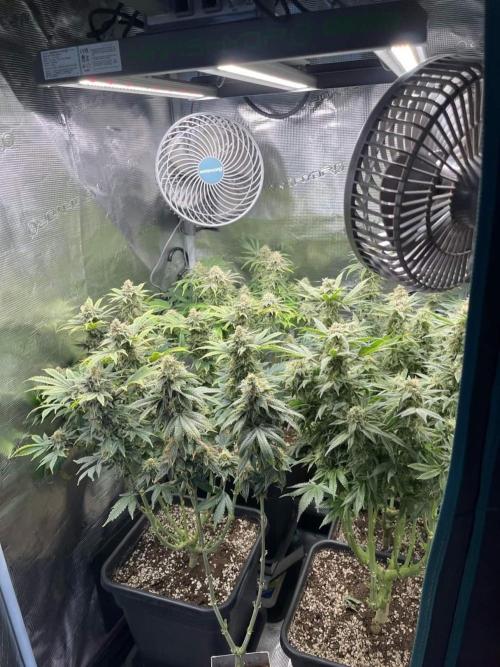 Mimosa x Orange Punch. Week 15