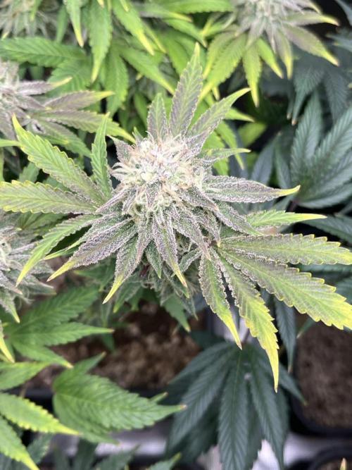 Mimosa x Orange Punch. Week 15