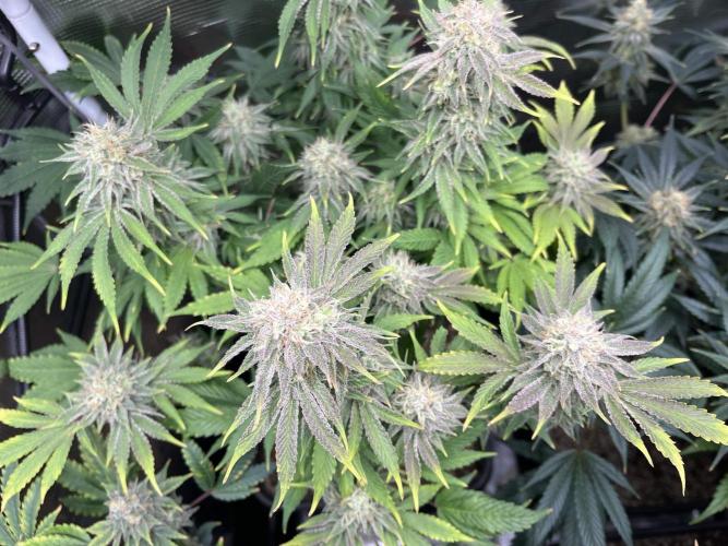 Mimosa x Orange Punch. Week 15
