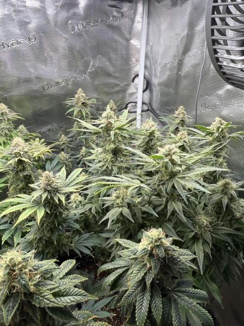 Mimosa x Orange Punch. Week 15