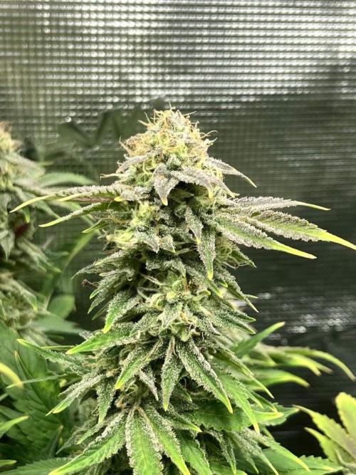 Mimosa x Orange Punch. Week 15