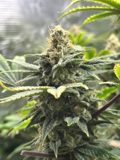 Mimosa x Orange Punch. Week 15