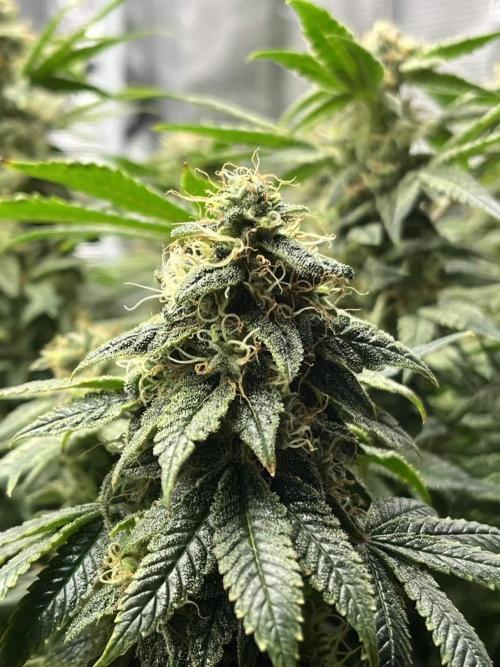 Mimosa x Orange Punch. Week 15
