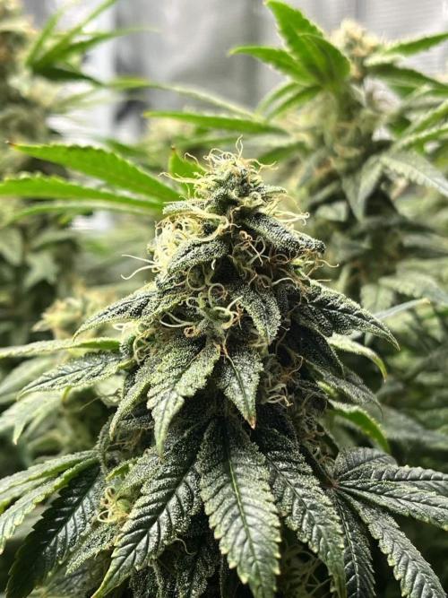 Mimosa x Orange Punch. Week 15
